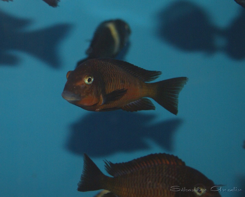 Tropheus sp. 'red' Cape Kachese